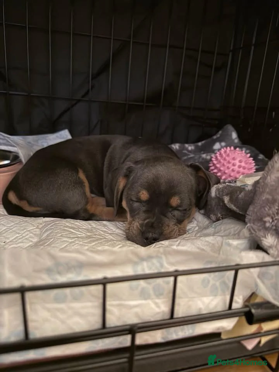 Mixed Breed dogs for sale: Daschund  in St. Ives - Advert 3