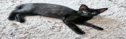 Mixed Breed cats for sale: Last kitten left  - Advert 6