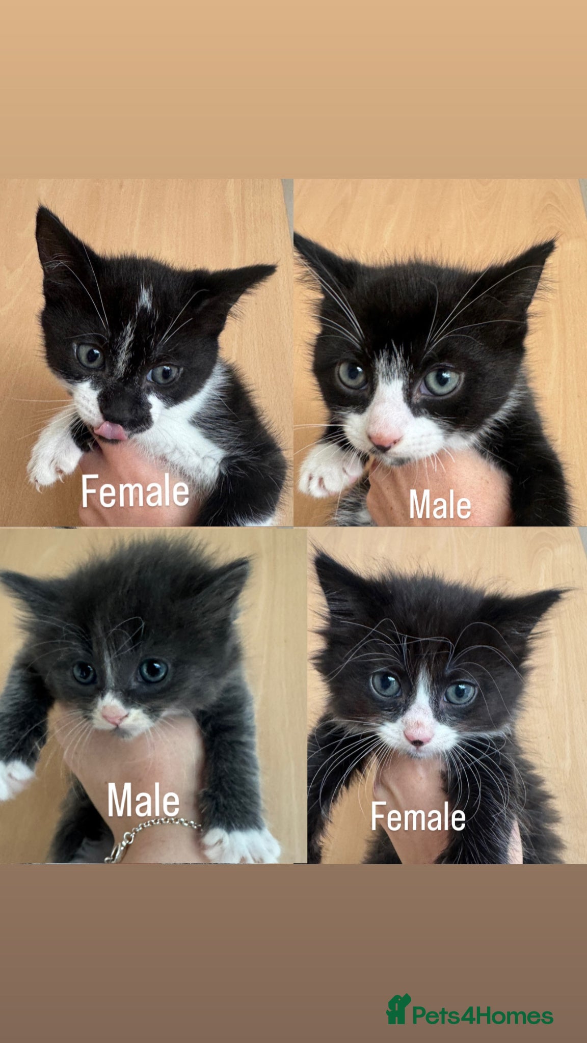 Mixed Breed cats Kittens ready to go.  - Advert 6