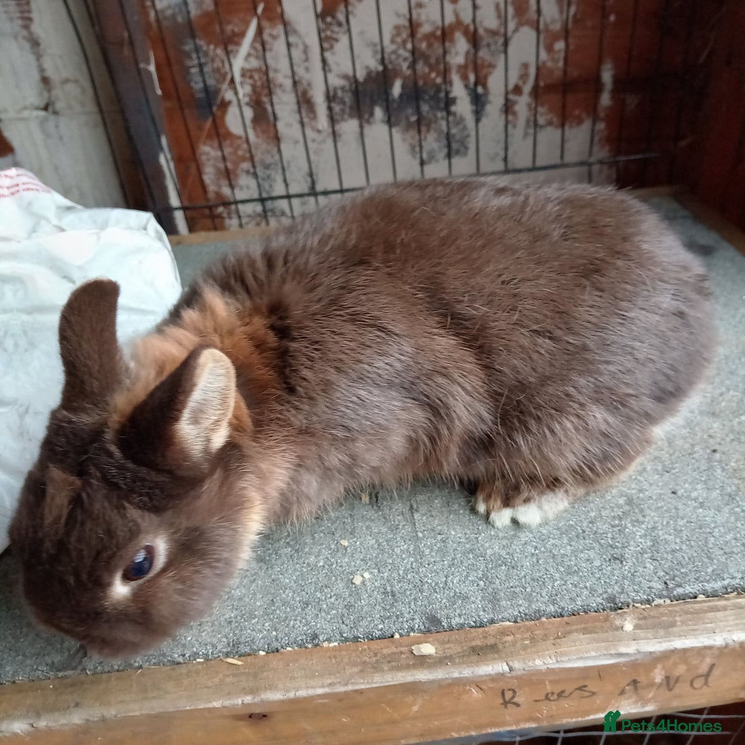 Netherland Dwarf rabbits for sale: Netherland dwarf rabbits - Image 3