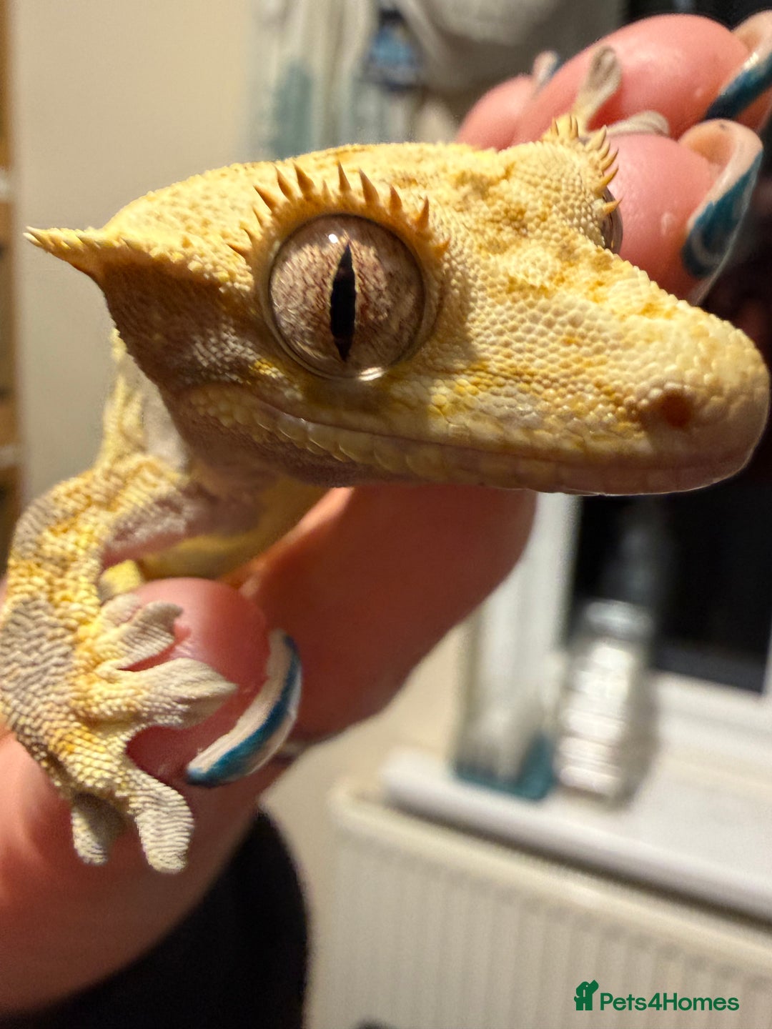 Gecko reptiles for sale: 🔥🔥 Female Lilywhite 🔥🔥🔥 - Advert 1