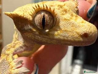 Gecko reptiles 🔥🔥 Female Lilywhite 🔥🔥🔥 - Advert 2