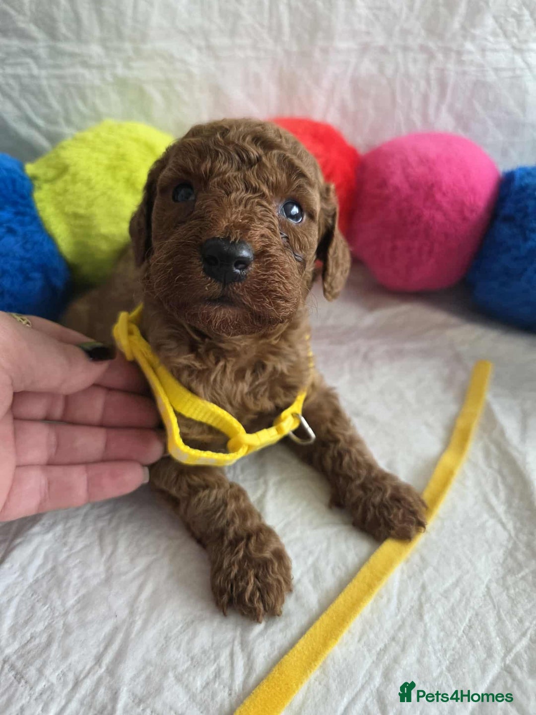 Goldendoodle dogs for sale: 👑Superb Rare Toy/Mini Deepest Red Goldendoodles👑 - Image 28