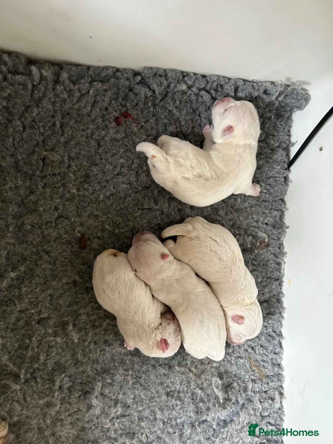 West Highland Terrier dogs for sale: Family pet and her pups - Advert 2