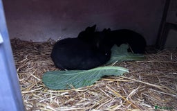 Mini Lion Lop rabbits for sale: READY NOW!! 3 Beautiful Mini Lionhead Lops - Image 4
