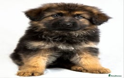 German Shepherd dogs for sale: Superb quality Long coat German Shepherd PuppiesKC - Image 6