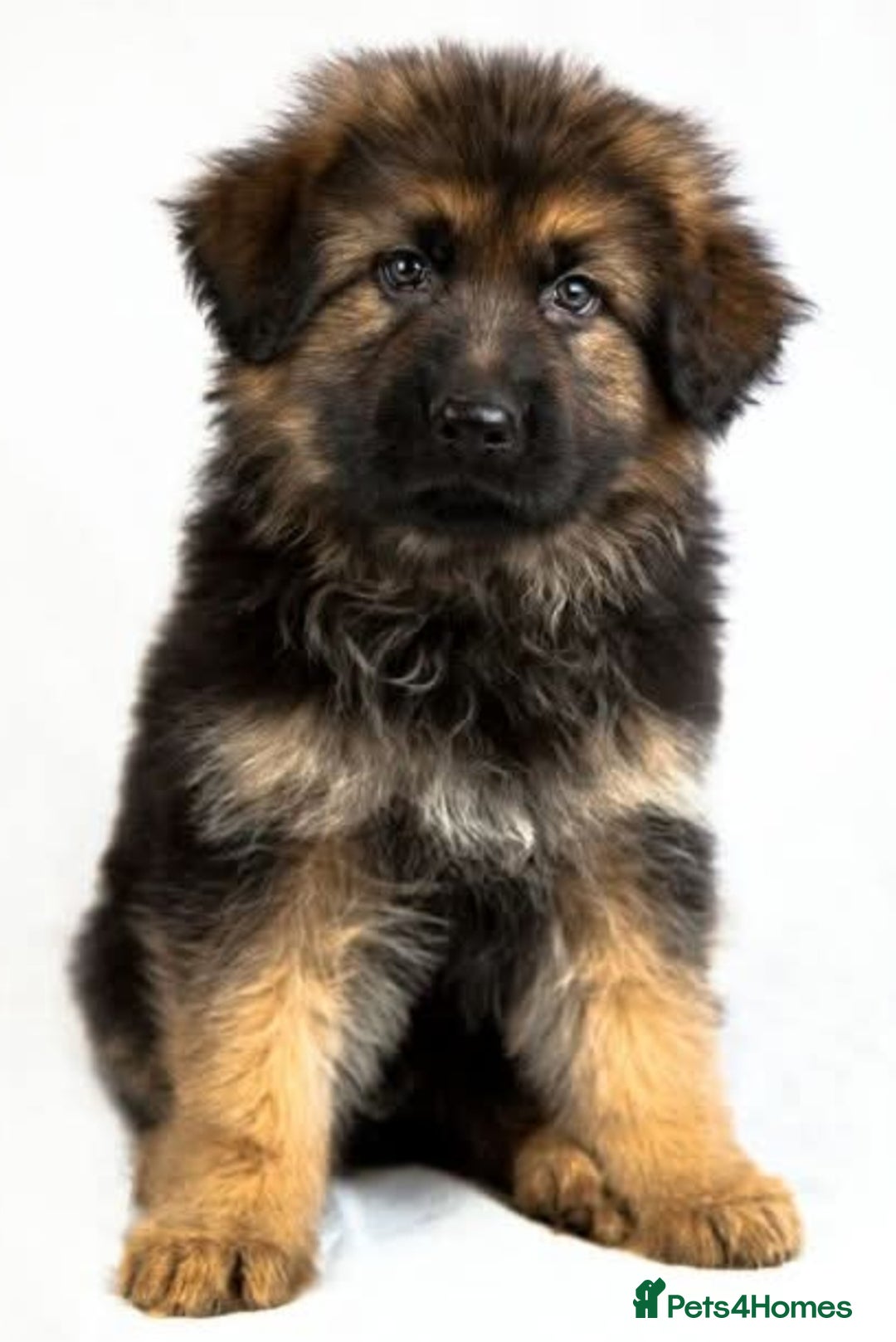 German Shepherd dogs for sale: Superb quality Long coat German Shepherd PuppiesKC - Image 6