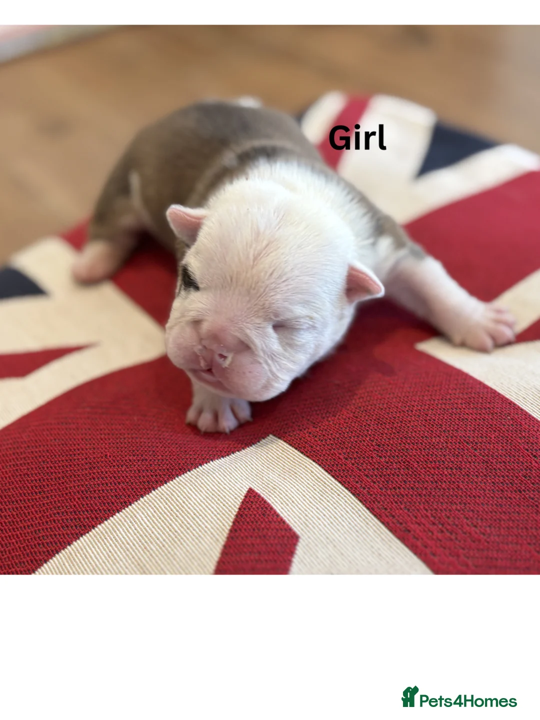 English Bulldog dogs for sale: 🐾KC reg Red & White English Bulldog 🐶 in Hook - Advert 22