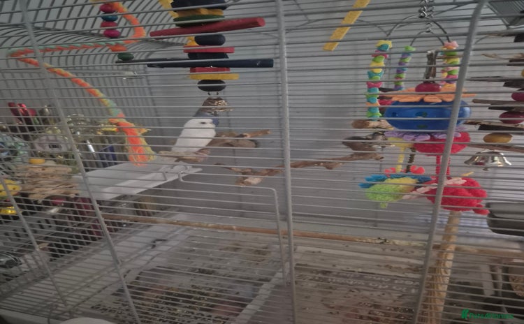 Budgerigars birds - Advert 9