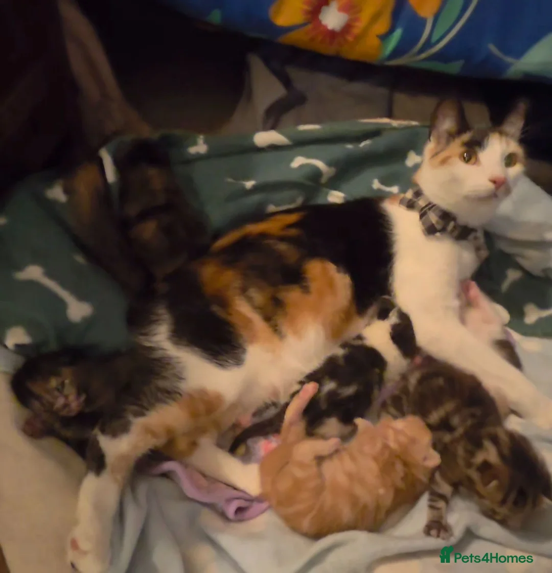 American Shorthair cats for sale: 5 Kittens in Barking - Advert 1