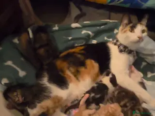 American Shorthair cats 5 Kittens - Advert 1