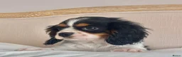 Cavalier King Charles Spaniel dogs for sale: 🐶 Health tested Cavalier King Charles Puppies 🐶  - Advert 9