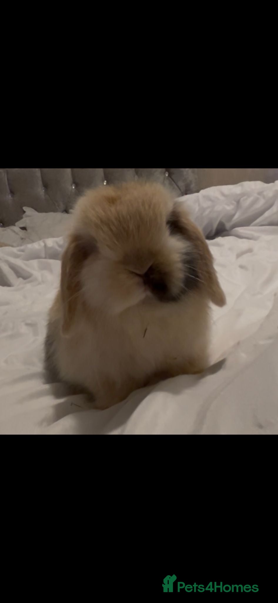 Mini Lop rabbits PEDIGREE MINI LOP BABIES READY NOW  - Advert 6