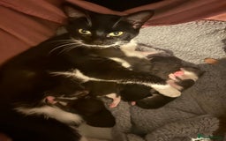 Mixed Breed cats for sale: Tuxedo kittens for sale - Image 11