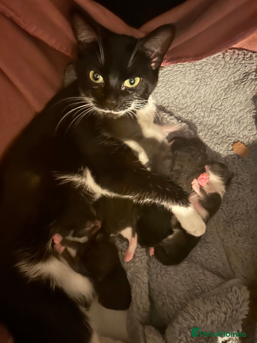 Mixed Breed cats for sale: Tuxedo kittens for sale - Image 11
