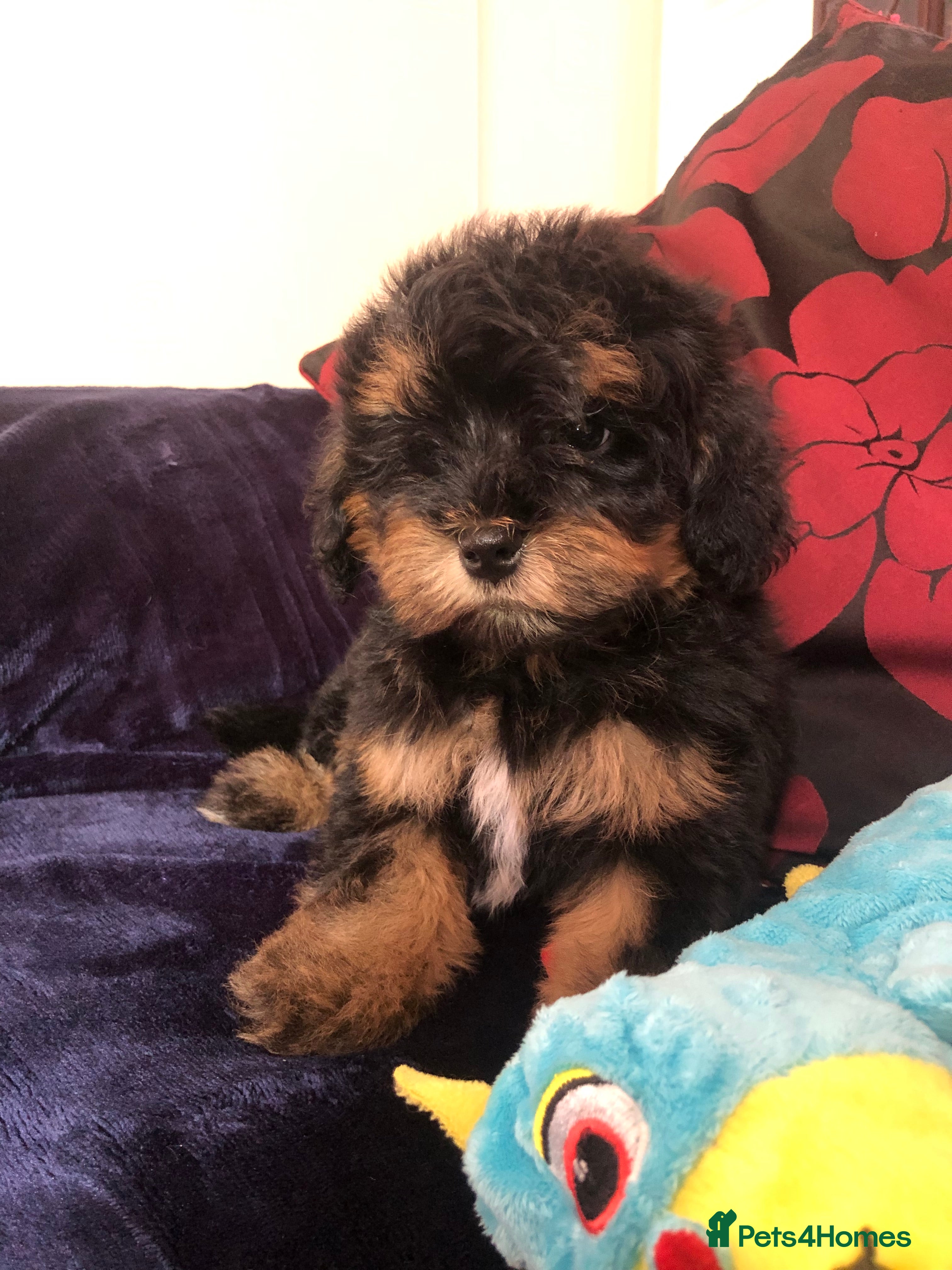 Mixed Breed dogs shihpoo x maltese puppies for sale - Advert 2