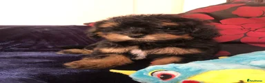 Mixed Breed 3