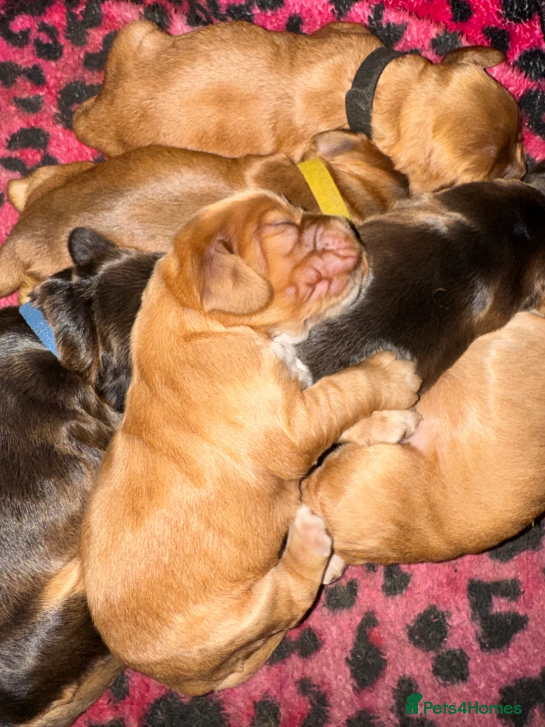 Cocker Spaniel dogs for sale: Outstanding Show Quality Show Type Cocker Spaniels - Advert 25