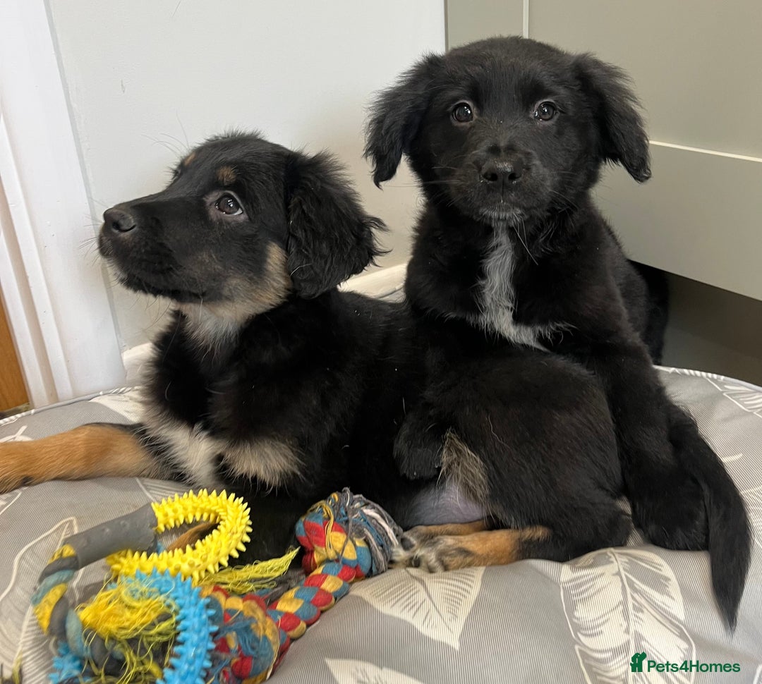 Border collie Golden Retriever Puppies for sale Pets4Homes