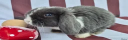 Mini Lop rabbits for sale: Mini lops does and bucks ready to leave Monday  - Advert 4
