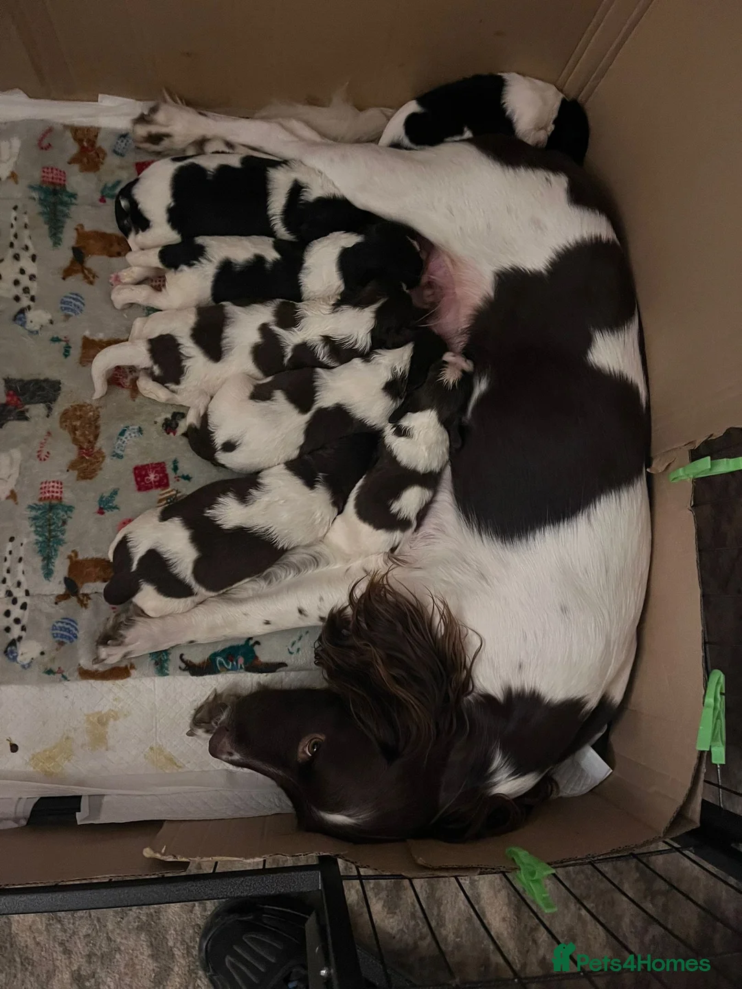 English Springer Spaniel dogs for stud: Stunning KC Stud, Proven, Health and DNA Tested. in Wigan - Advert 14