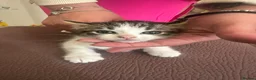 Mixed Breed cats for sale: Kittens in Staines - Advert 6