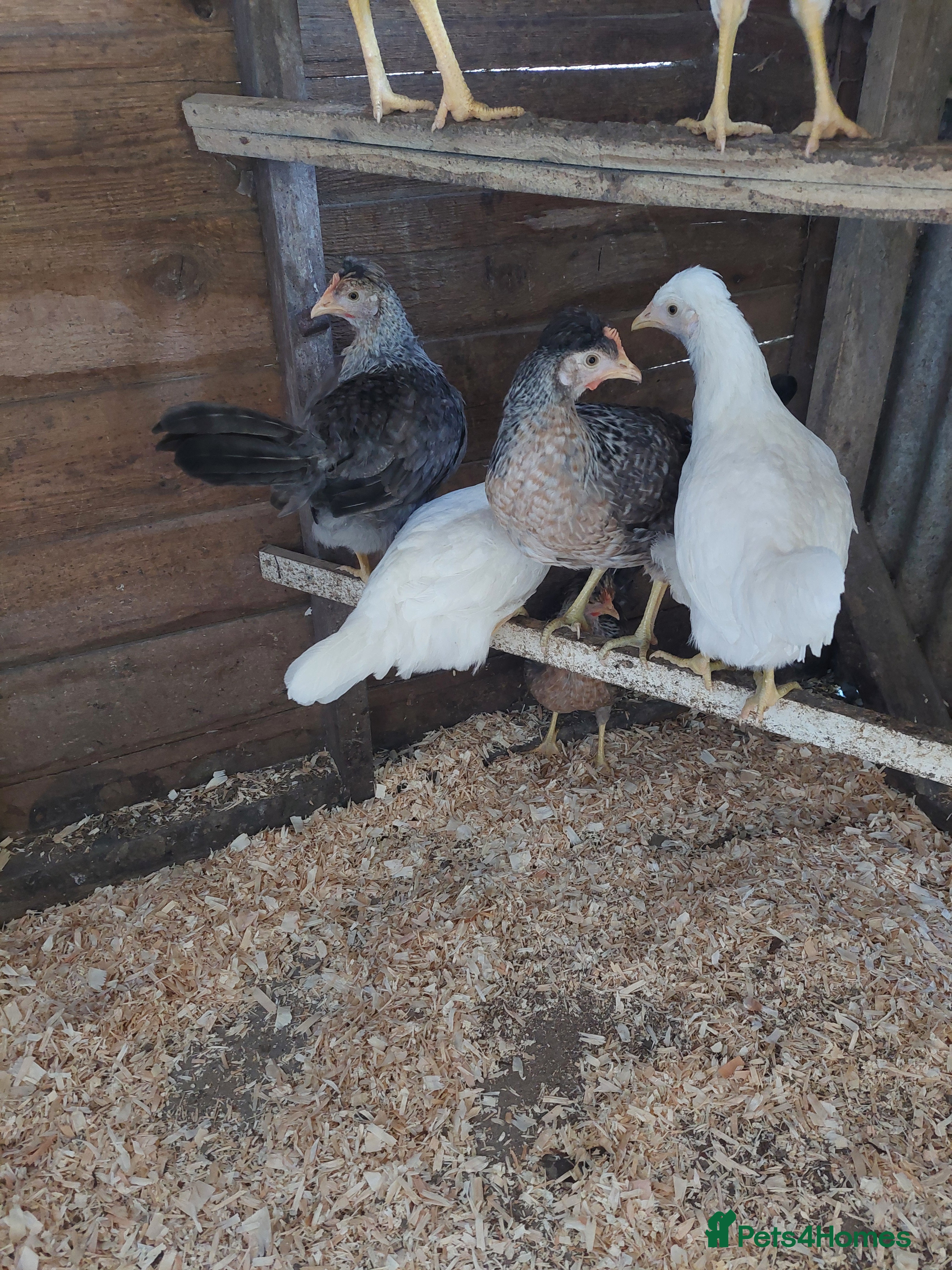Chickens poultry Creamlegbar pullets  - Advert 1