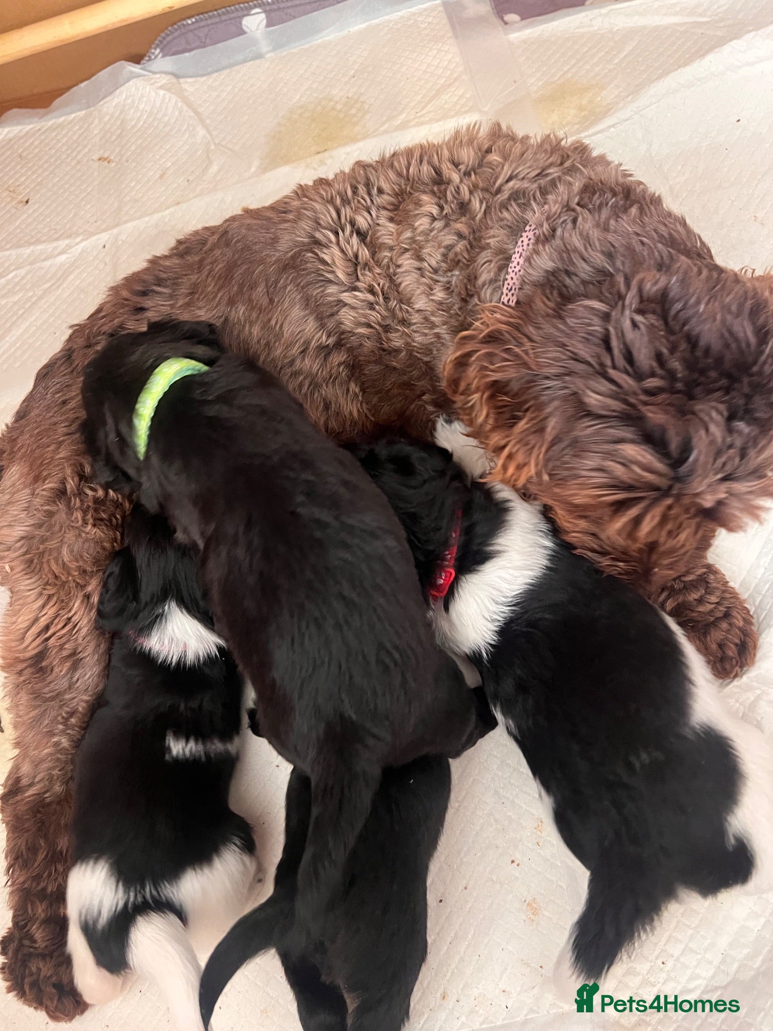 Jackapoo dogs Gorgeous Jackapoo puppies for sale  - Advert 1