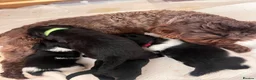 Jackapoo dogs for sale: Gorgeous Jackapoo puppies for sale  - Advert 1