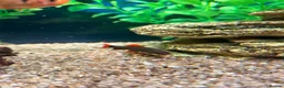 Tetras fish for sale: Community Fish - Advert 5