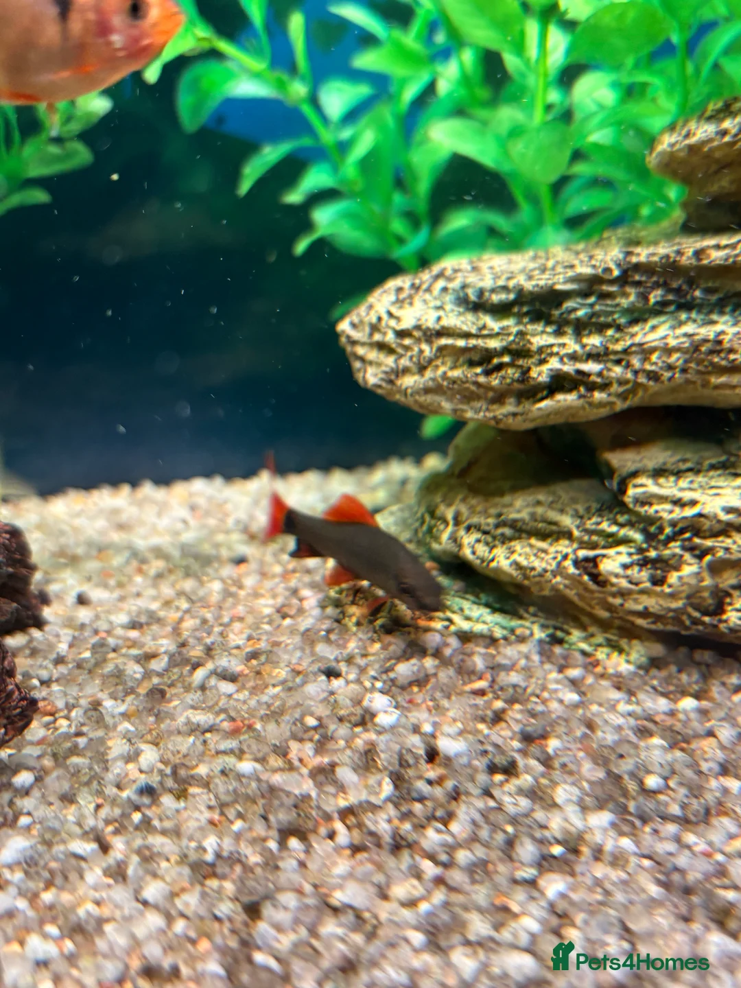 Tetras fish for sale: Community Fish - Advert 5