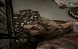 Mixed Breed dogs for sale: ✨ CHARLIE’S ANGELS – BULLDOG GIRLS ✨ - Image 7