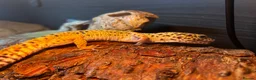 Leopard Gecko reptiles for sale: Leopard Gecko with Complete Vivarium & Accessories - Advert 10