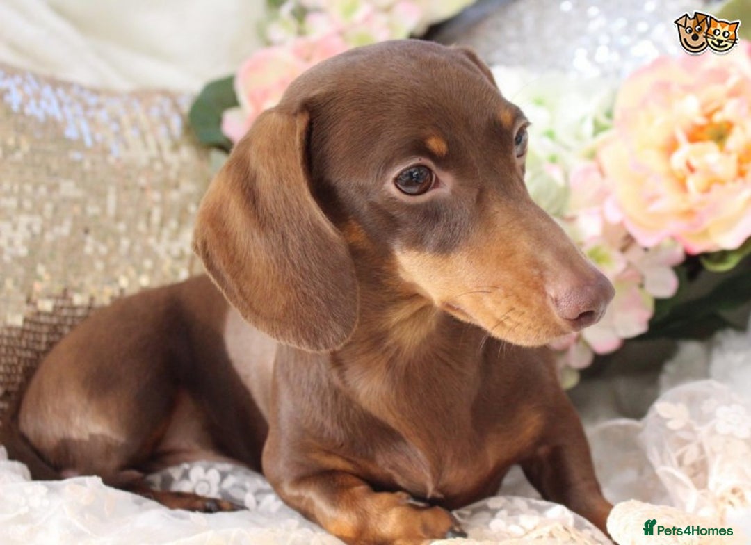 Miniature Dachshund dogs for stud: MASTER DUKE 🐶 miniature dashshund for stud in Wisbech - Image 5