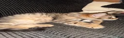 Maine Coon cats for sale: 6 Gorgeous Maine Coon Cross Kittens Available Now! - Advert 6