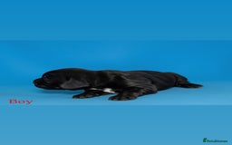 Cocker Spaniel dogs for sale: 🤎Show cocker spaniels🤎 - Image 8