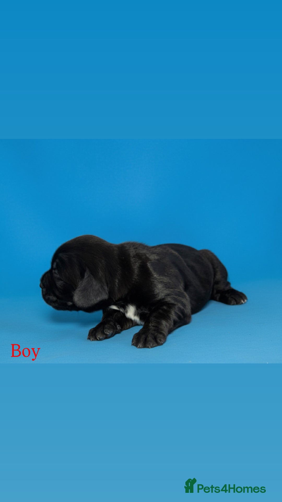 Cocker Spaniel dogs for sale: 🤎Show cocker spaniels🤎 - Image 8