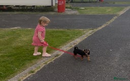 Jack Russell dogs for sale: Two lovely girls pups and one male  - Image 2