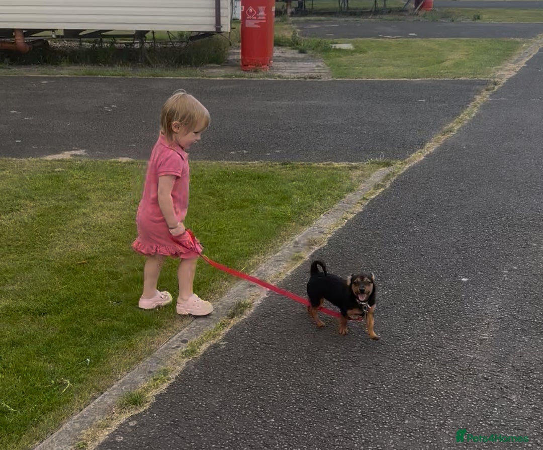 Jack Russell dogs for sale: Two lovely girls pups and one male  - Image 2