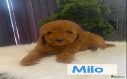 Miniature Poodle dogs for sale: Gorgeous Red Minature Poodles Puppies  - Image 13