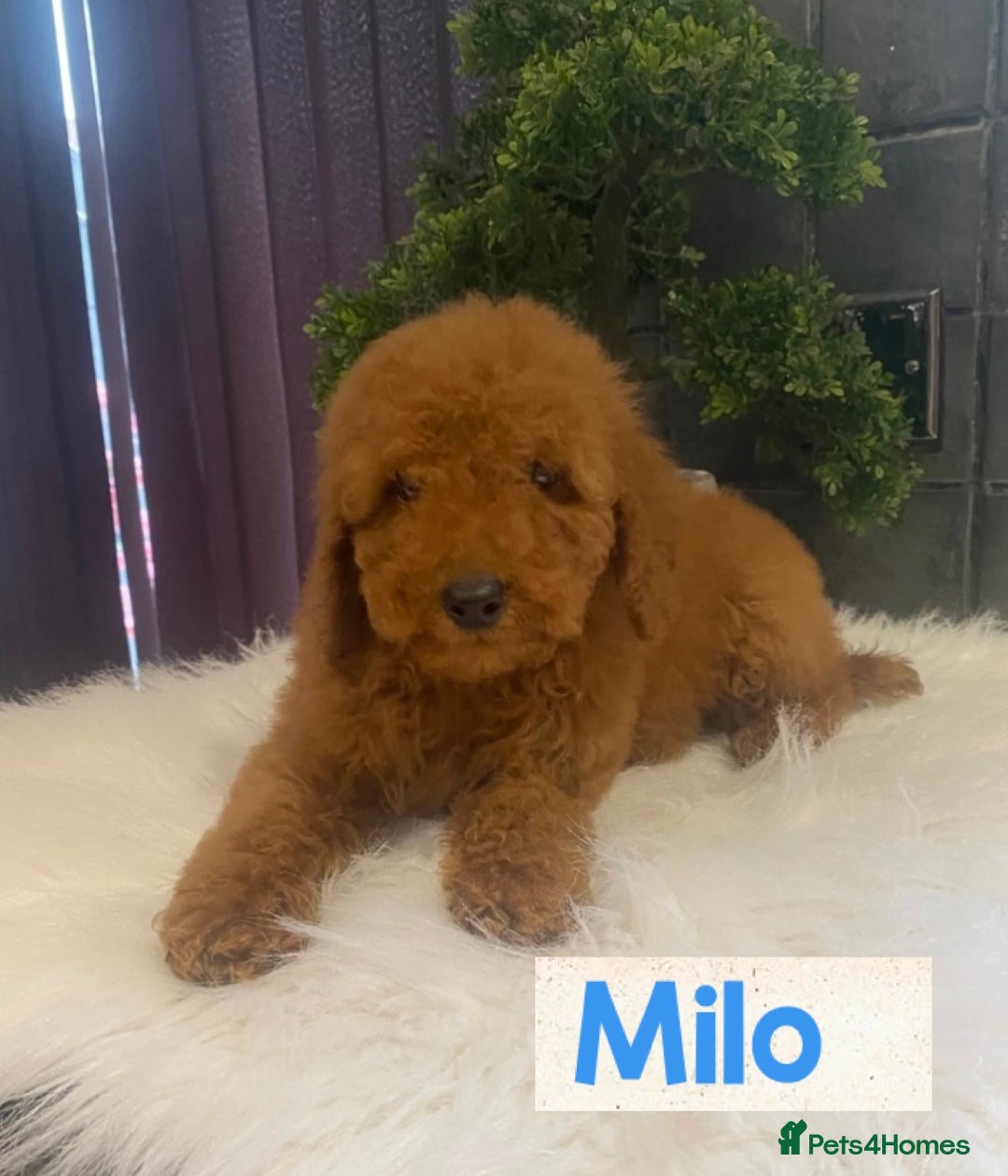 Miniature Poodle dogs for sale: Gorgeous Red Minature Poodles Puppies  - Image 13