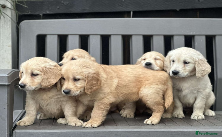 Golden Retriever dogs - Advert 2