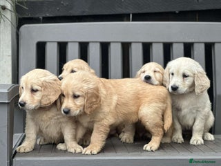 Golden Retriever dogs - Advert 4