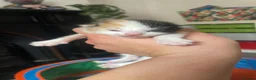 Mixed Breed cats for sale: Mixed breed  - Advert 4