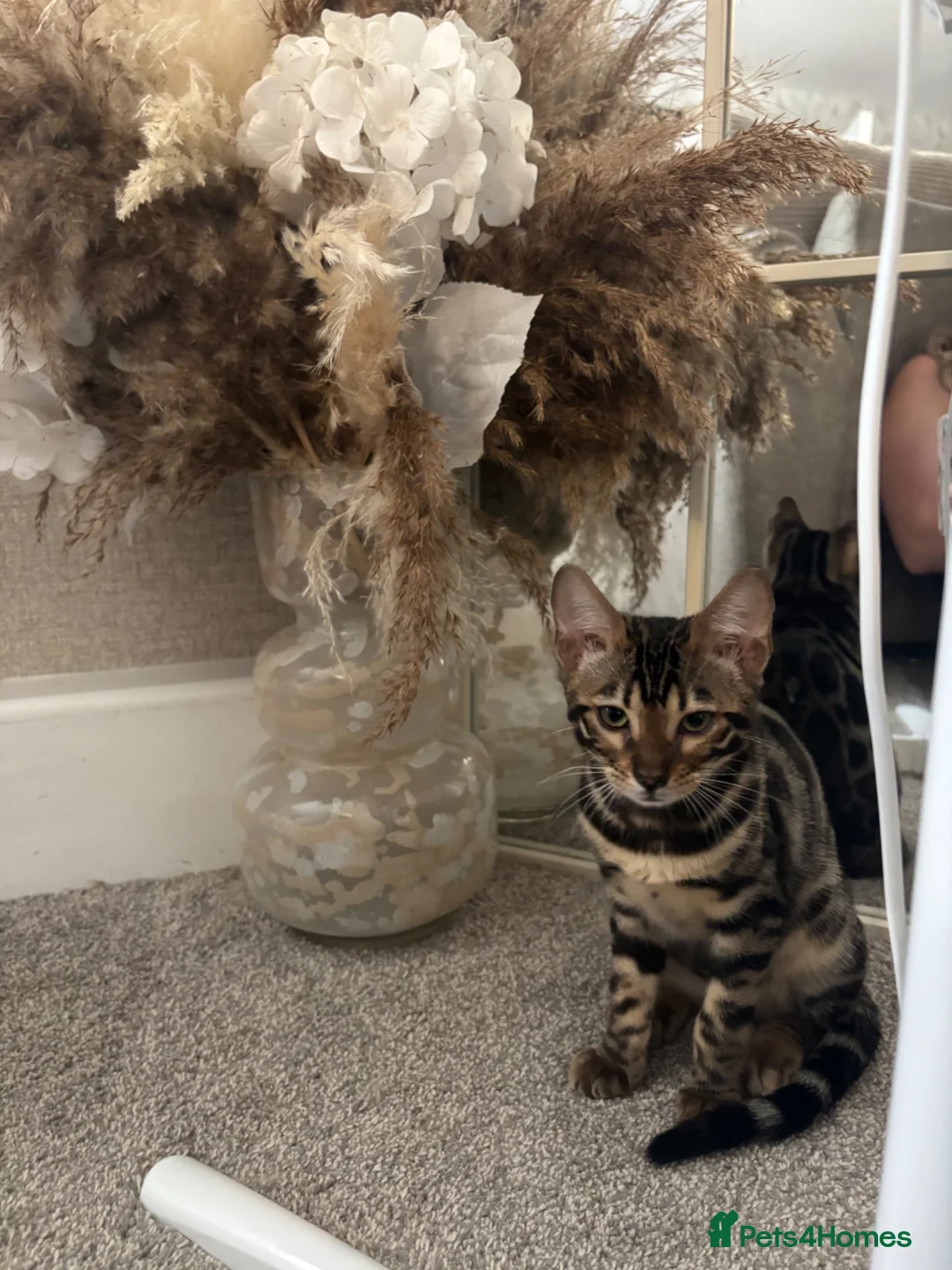 Bengal cats for sale: Bengal kitten for sale in Walsall - Advert 1