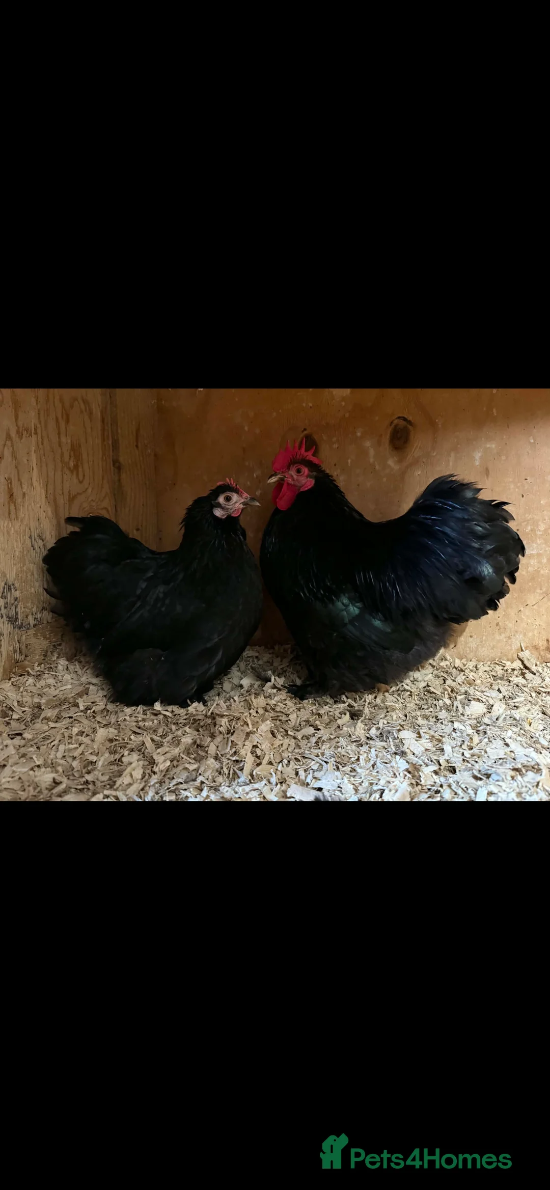 Chickens poultry for sale: Pekin hatching eggs only!  - Advert 2