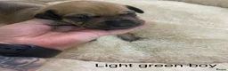 Lurcher dogs for sale: Beautiful Lurcher Puppies for Sale - Advert 32
