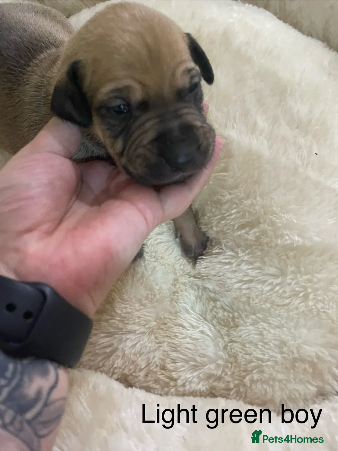 Lurcher dogs for sale: Beautiful Lurcher Puppies for Sale - Advert 32