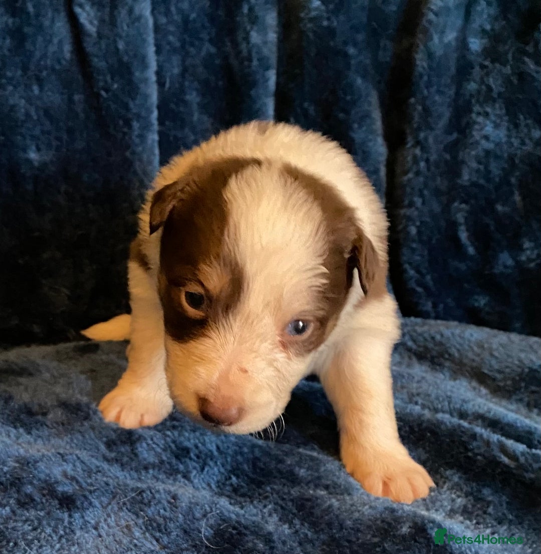 Border Collie dogs for sale: Quality Red, White & Gold Border Collie Pups - Advert 27