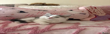 Ragdoll 5